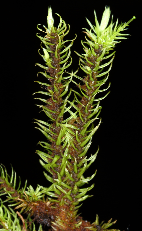 Aulacomnium palustre